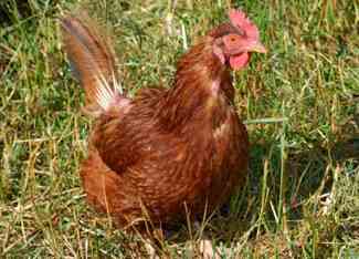 Worthington Needs the Urban Chicken Movement Image